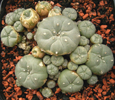 Mescal Cactus